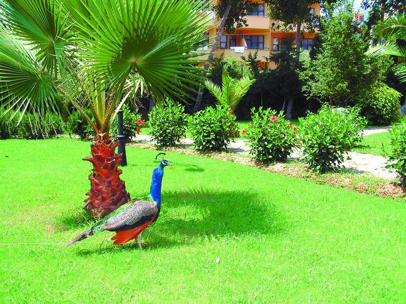 Green Peace Hotel ماهموتلار المظهر الخارجي الصورة